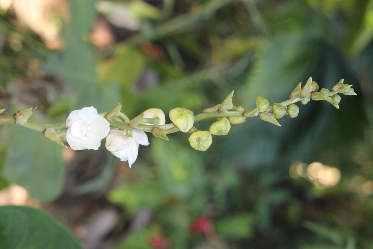 Peristeria elata Hook.